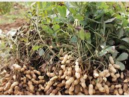 تولید بذر بادام زمینی